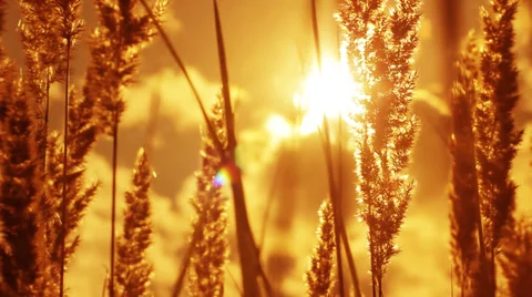Dry Grass Blowing in the Wind at Sunset HD Stock Footage 34332757