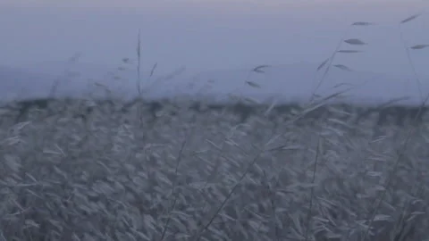 Dry grass blowing in the wind at sunset Stock Footage 252346368