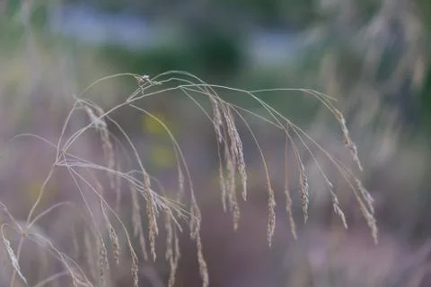 Dry grass on blurred background closeup Stock Photos