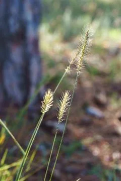 Dry grass on blurred forest background. Stock Photos
