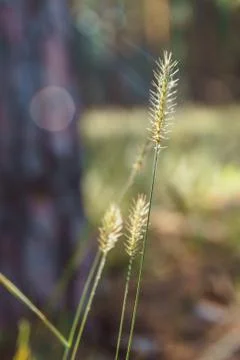 Dry grass on blurred forest background. Stock Photos