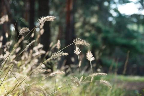 Dry grass on blurred forest background. Stock Photos