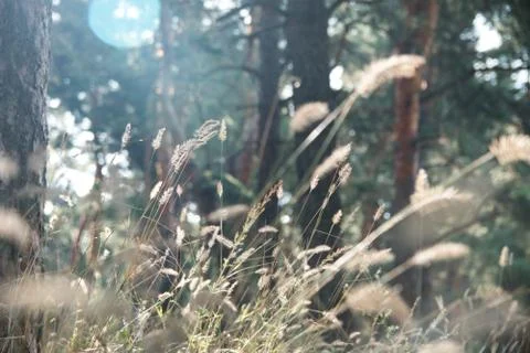 Dry grass on blurred forest background. Stock Photos