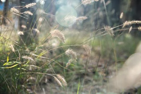 Dry grass on blurred forest background. Stock Photos