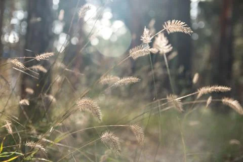 Dry grass on blurred forest background. Stock Photos