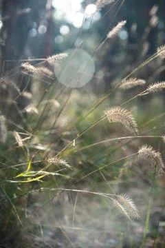 Dry grass on blurred forest background. Stock Photos