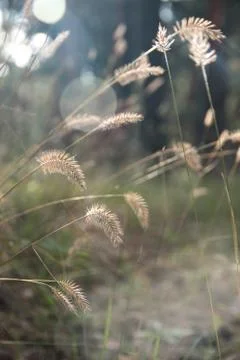 Dry grass on blurred forest background. Stock Photos