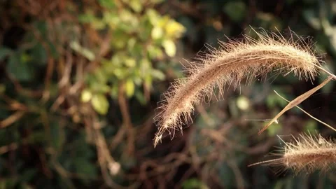 Dry grass on a blurry background in summer Stock Footage 169081489