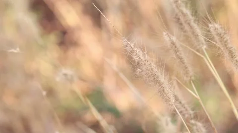 Dry grass on a blurry background in summer Stock Footage 169081490
