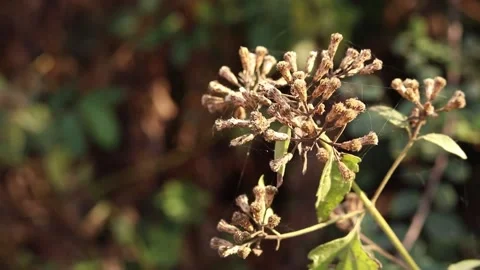 Dry grass on a blurry background in summer Stock Footage 169081494