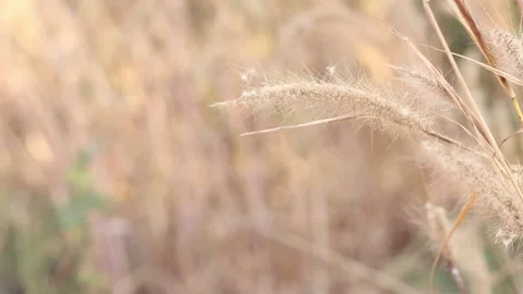 Dry grass on a blurry background in summer Stock Footage 169081503