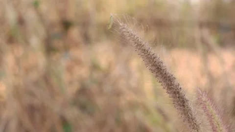 Dry grass on a blurry background in summer Video stock 169081847