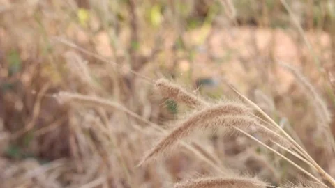Dry grass on a blurry background in summer Stock Footage 169081848