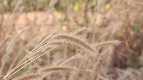 Dry grass on a blurry background in summer Stock Footage 169081850