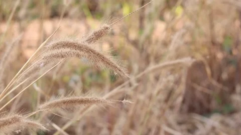 Dry grass on a blurry background in summer Stock Footage 169081852