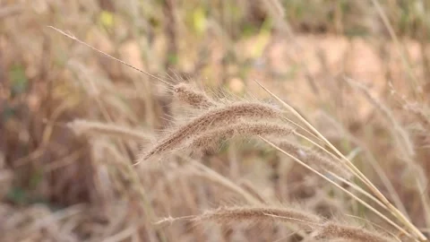 Dry grass on a blurry background in summer Video stock 169081859
