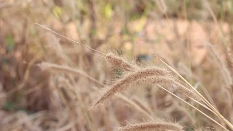 Dry grass on a blurry background in summer Stock Footage 169081861