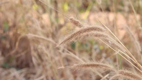 Dry grass on a blurry background in summer Stock Footage 169081878