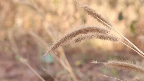 Dry grass on a blurry background in summer Stock Footage 169081941
