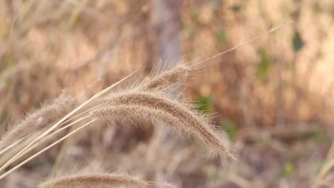 Dry grass on a blurry background in summer Video stock 169081943