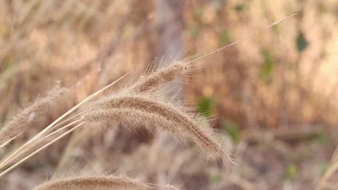 Dry grass on a blurry background in summer Video stock 169081946