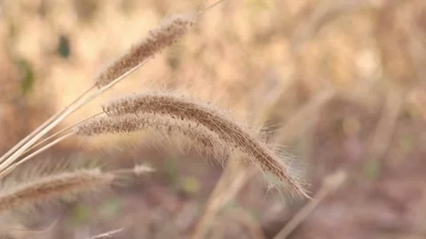 Dry grass on a blurry background in summer, brown grass on blur background Stock Footage 169081947