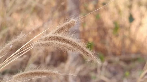 Dry grass on a blurry background in summer Stock Footage 169081949