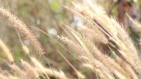 Dry grass on a blurry background in summer, brown grass on blur background Stock Footage 169081955