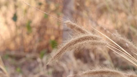 Dry grass on a blurry background in summer Stock Footage 169081961