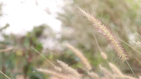 Dry grass on a blurry background in summer Stock Footage 169081964