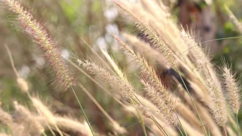 Dry grass on a blurry background in summer Stock Footage 169081968
