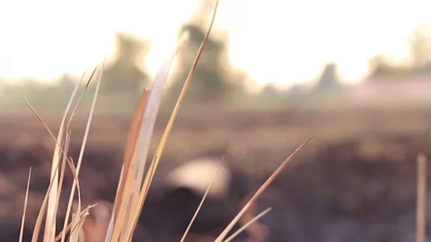 Dry grass on a blurry background in summer Stock Footage 169797343