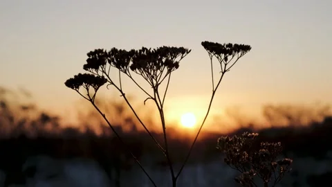 Dry grass with a branched stem, close-up at evening sunset. Close-up. Winter the Stock Footage 233009006