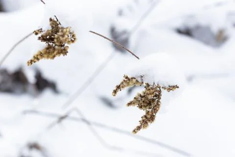 Dry grass branches on the background of winter nature. Stock Photos