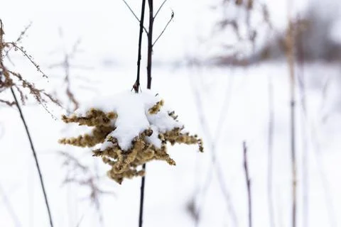 Dry grass branches on the background of winter nature. Stock Photos