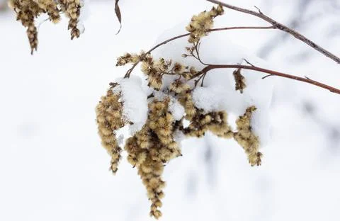 Dry grass branches on the background of winter nature. Stock Photos