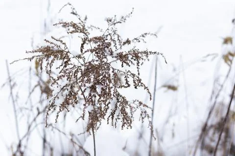 Dry grass branches on the background of winter nature. Stock Photos