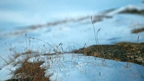 Dry grass breaks through the snow and ripples in the wind. Winter, Baikal Stock Footage 257763660