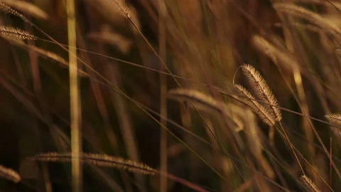 Dry grass in the breeze Stock Footage 187508005
