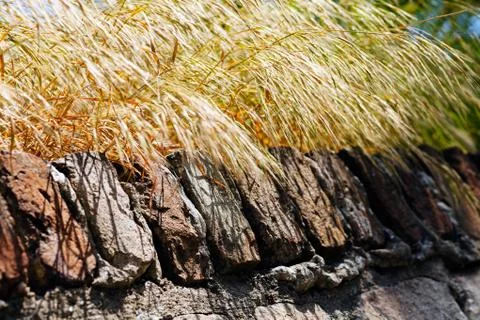 Dry grass on the brick wall Stock Photos