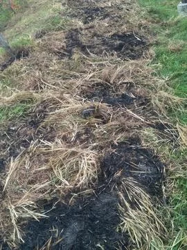 Dry grass is burned after being cut Stock Photos