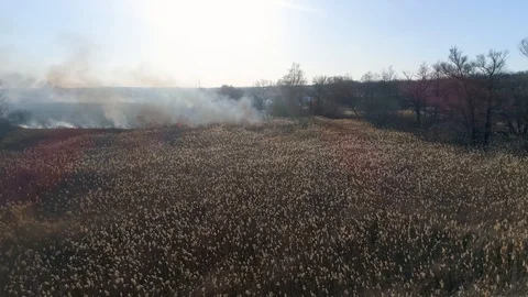 Dry grass burning. Climate change and ecology Video stock 126790327