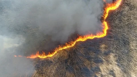 Dry grass burning. Climate change and ecology Video stock 126790880