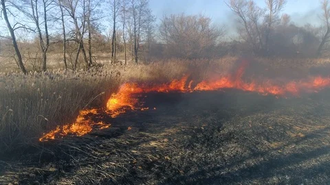 Dry grass burning. Climate change and ecology Video stock 126791187