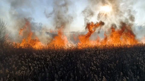 Dry grass burning. Climate change and ecology Video stock 126792193