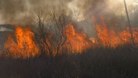 Dry grass burning. Climate change and ecology Stock Footage 126792403