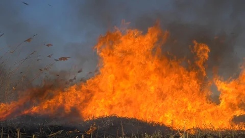 Dry grass burning. Climate change and ecology. Slow motion Stock Footage