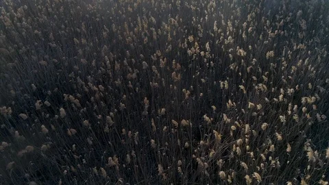 Dry grass burning. Climate change and ecology Video stock 126821405