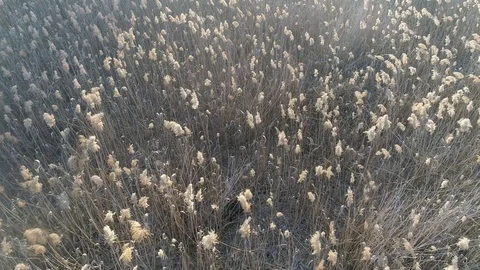 Dry grass burning. Climate change and ecology Video stock 126821710