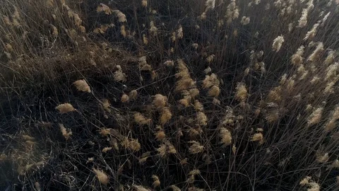 Dry grass burning. Climate change and ecology Stock Footage 126822022